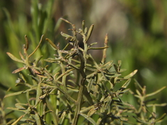 Acanthostyles buniifolius