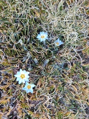 Gentiana sedifolia