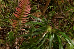 Dianella caerulea assera