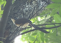 Pterorhinus pectoralis