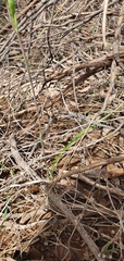 Thelymitra arenaria