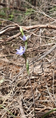 Thelymitra arenaria