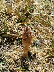 Myrosmodes paludosa