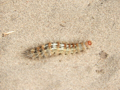 Paracles deserticola