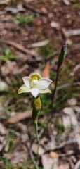 Thelymitra pallidifructus