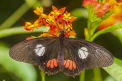 Parides anchises nephalion