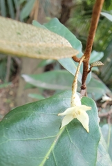 Osmanthus fragrans