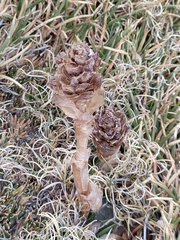 Myrosmodes paludosa