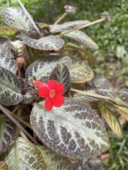 Episcia