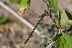 Archilestes