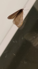 Operophtera bruceata
