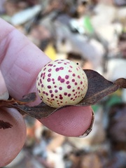 Atrusca quercuscentricola
