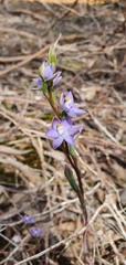 Thelymitra arenaria