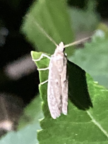 American Sunflower Moth photo 6
