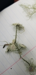 Usnea intermedia
