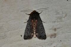 Melanchra assimilis