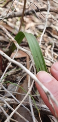 Thelymitra arenaria