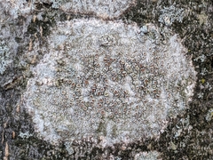 Lecanora strobilina