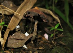 Psilocybe zapotecorum