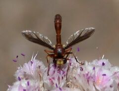 Physocephala burgessi