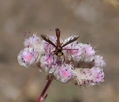 Physocephala burgessi