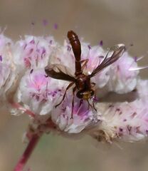 Physocephala burgessi