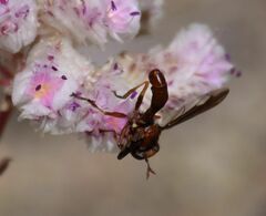 Physocephala burgessi