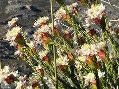 Lachnaea naviculifolia