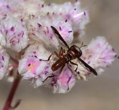 Physocephala burgessi