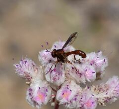 Physocephala burgessi