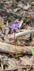 Thelymitra arenaria