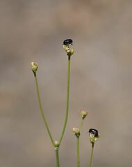 Saxinis saucia