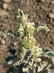 Marrubium
