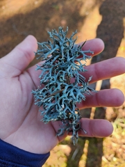 Hypogymnia imshaugii
