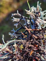 Hypogymnia imshaugii