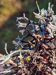 Hypogymnia imshaugii