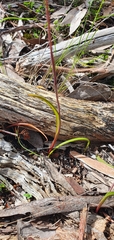Thelymitra arenaria