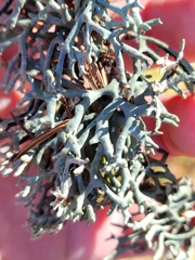 Hypogymnia imshaugii