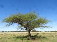 Prosopis caldenia