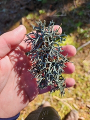 Hypogymnia imshaugii
