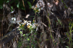 Collomia grandiflora