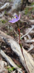 Thelymitra arenaria