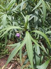 Solanum laciniatum
