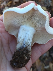 Leucopaxillus