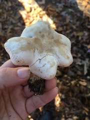 Leucopaxillus