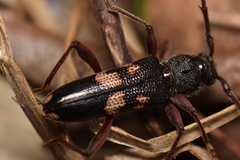 Phoracantha punctata