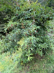 Photinia