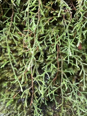 Selaginella oregana