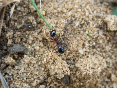 Messor denticulatus