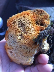 Pseudospongipellis unicolor